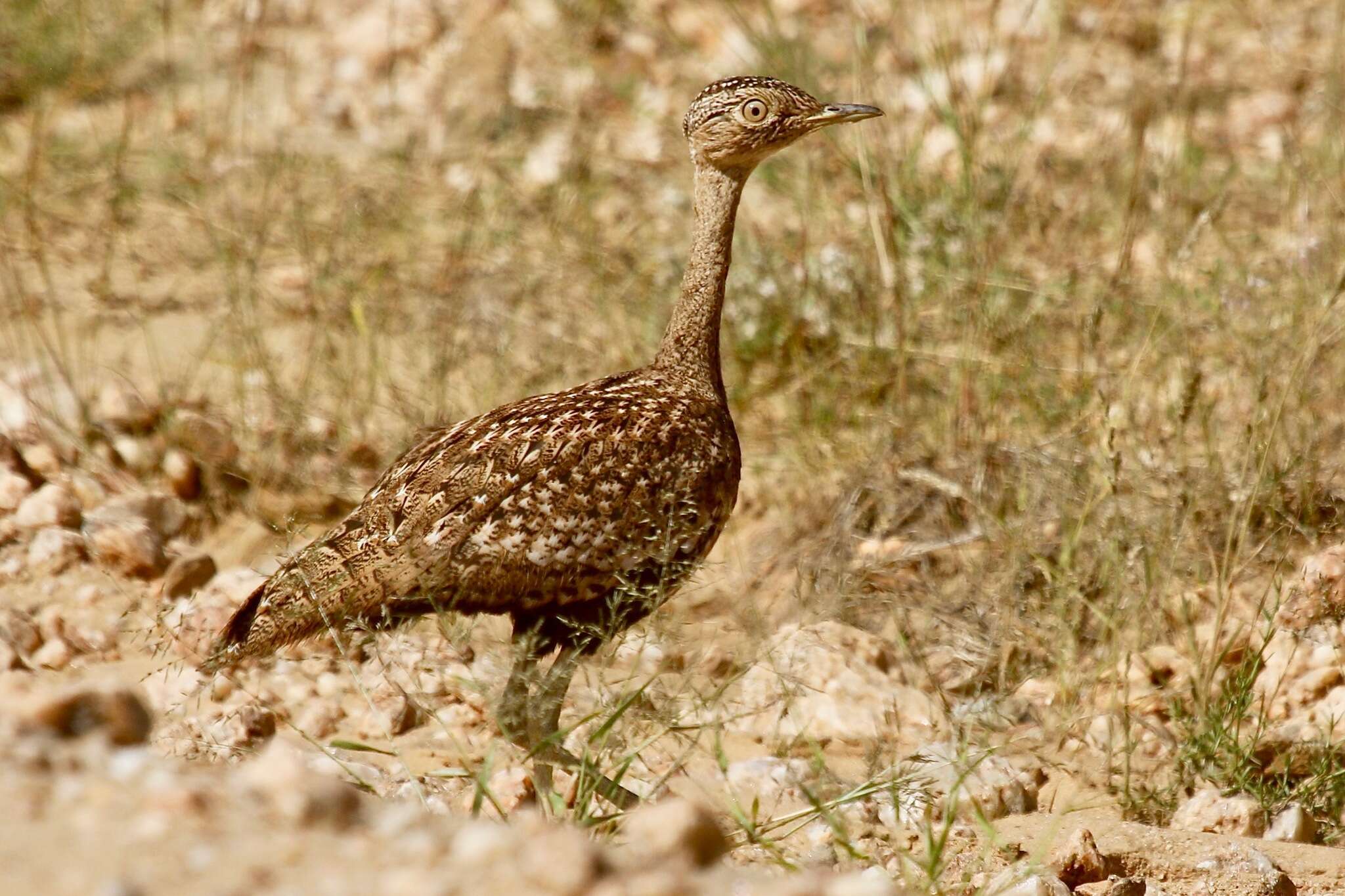 Imagem de <i>Eupodotis ruficrista</i>