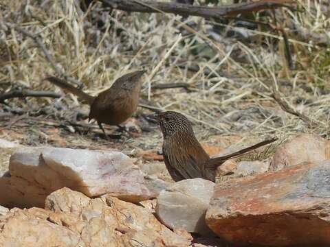 Image of Dusky Grasswren