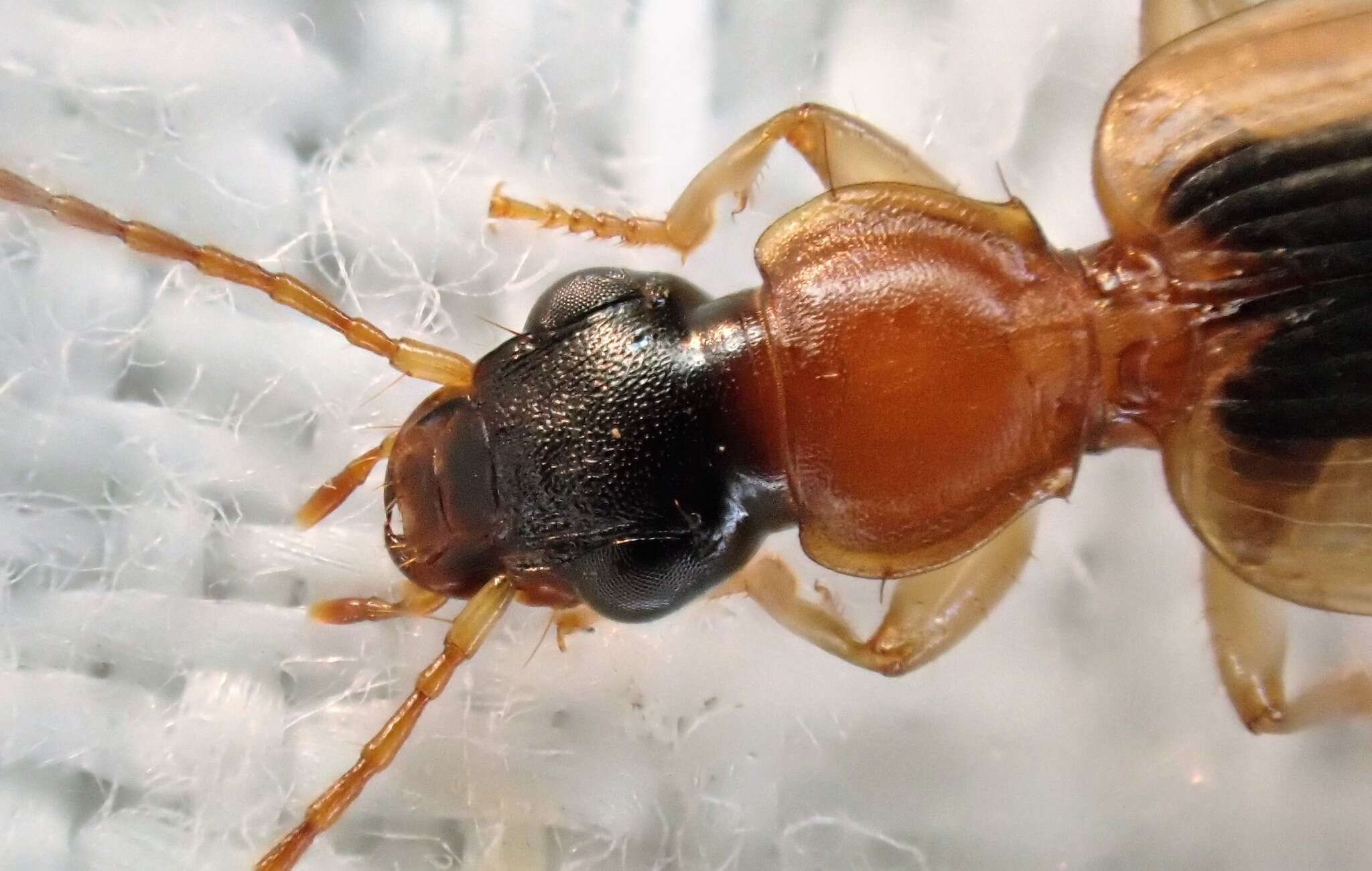 Image of Anomotarus (Anomotarus) crudelis (Newman 1840)