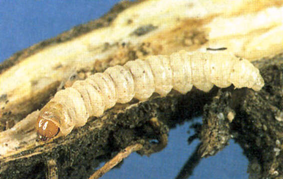 Image of Sulfur knapweed root moth