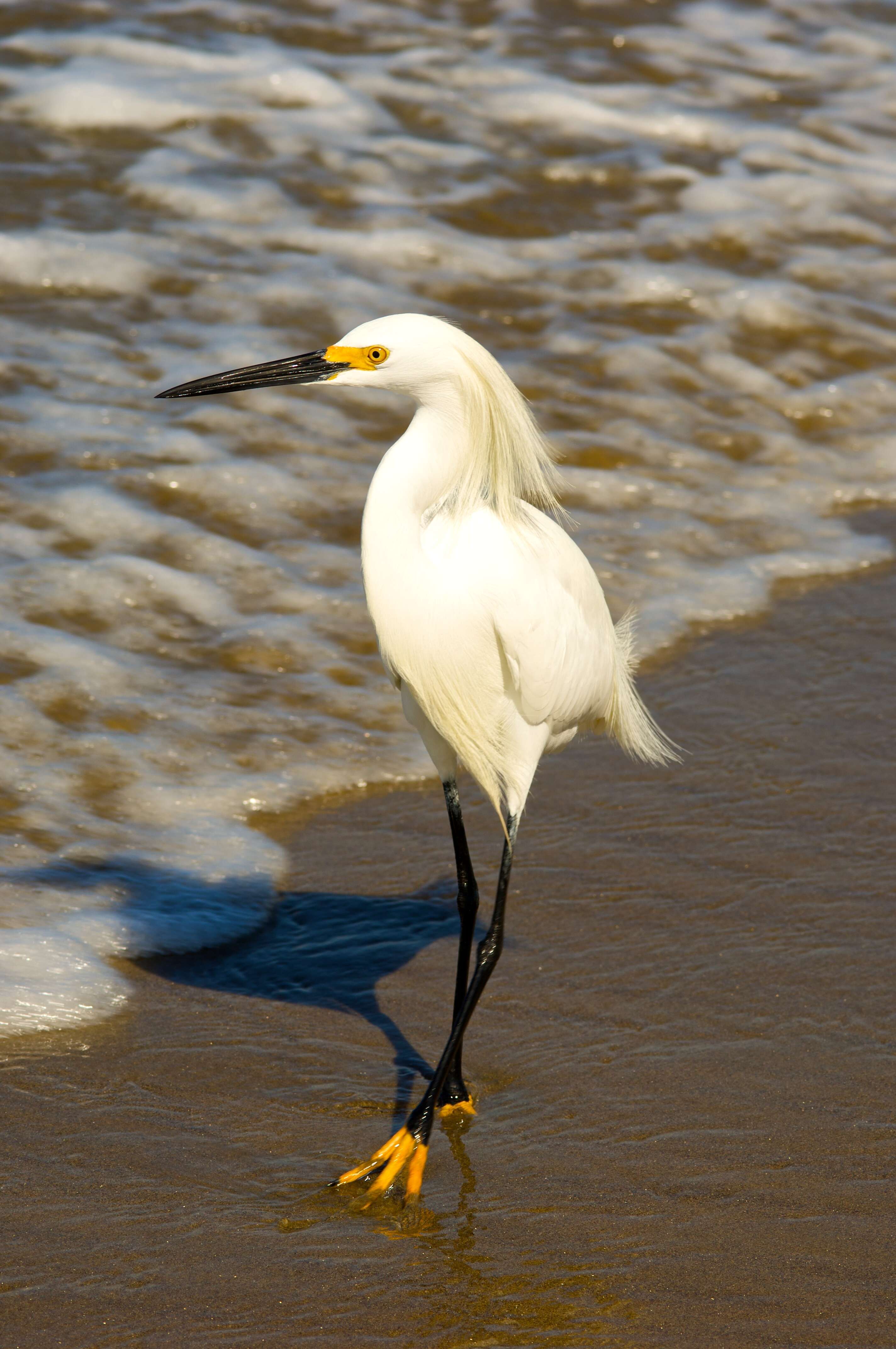 Image de Aigrette neigeuse