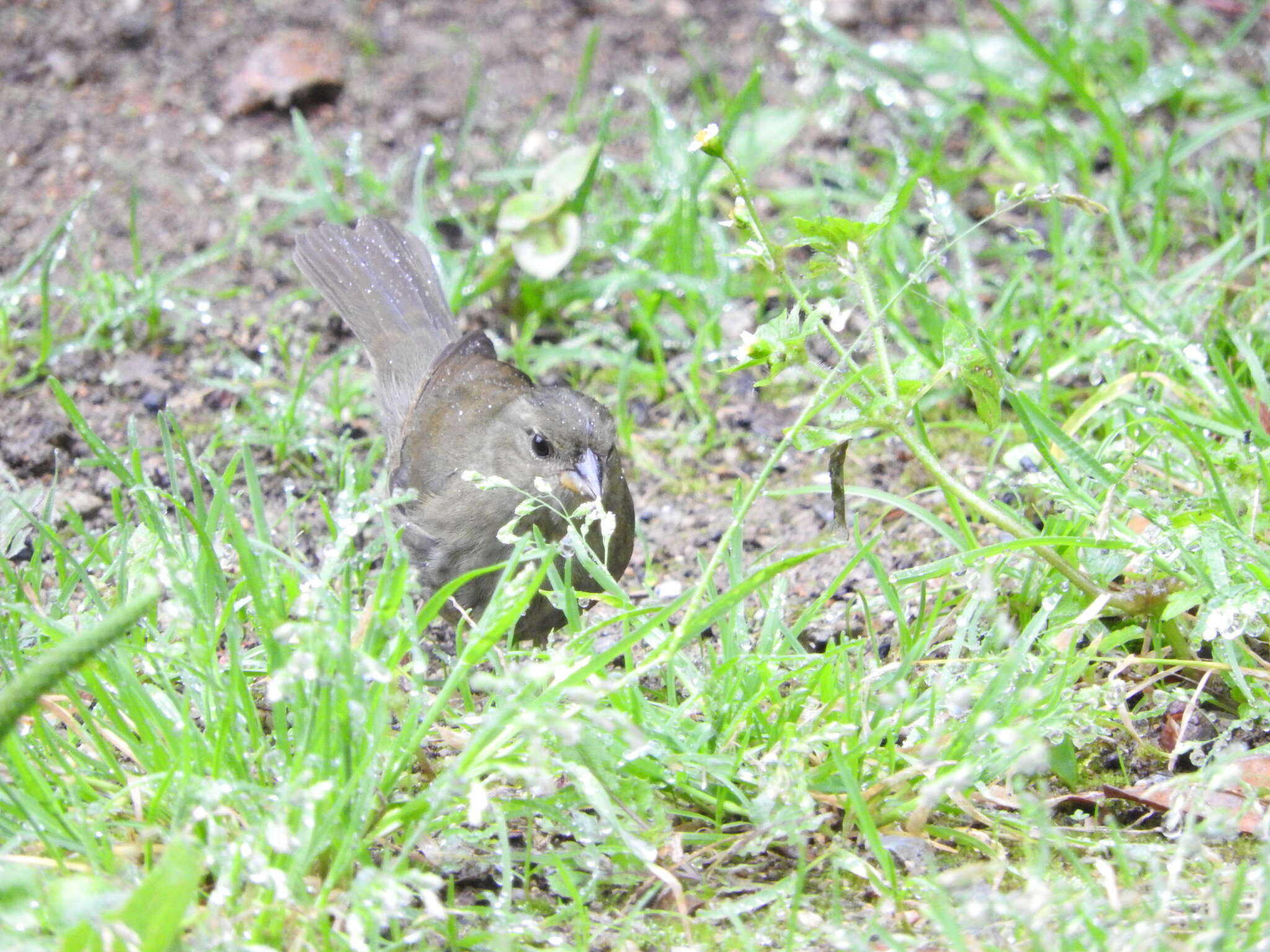 Image of Uniform Finch