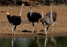 Image of South African Ostrich