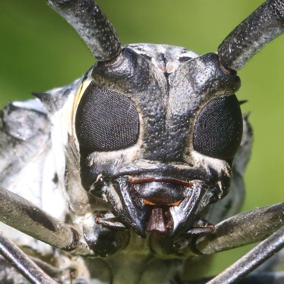 Image of Batocera lineolata Chevrolat 1852