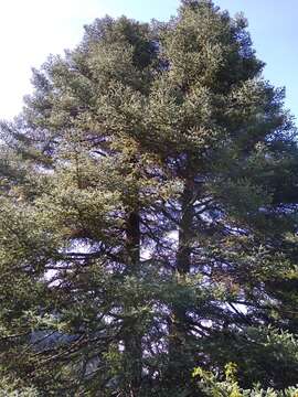 Image of Spanish Fir