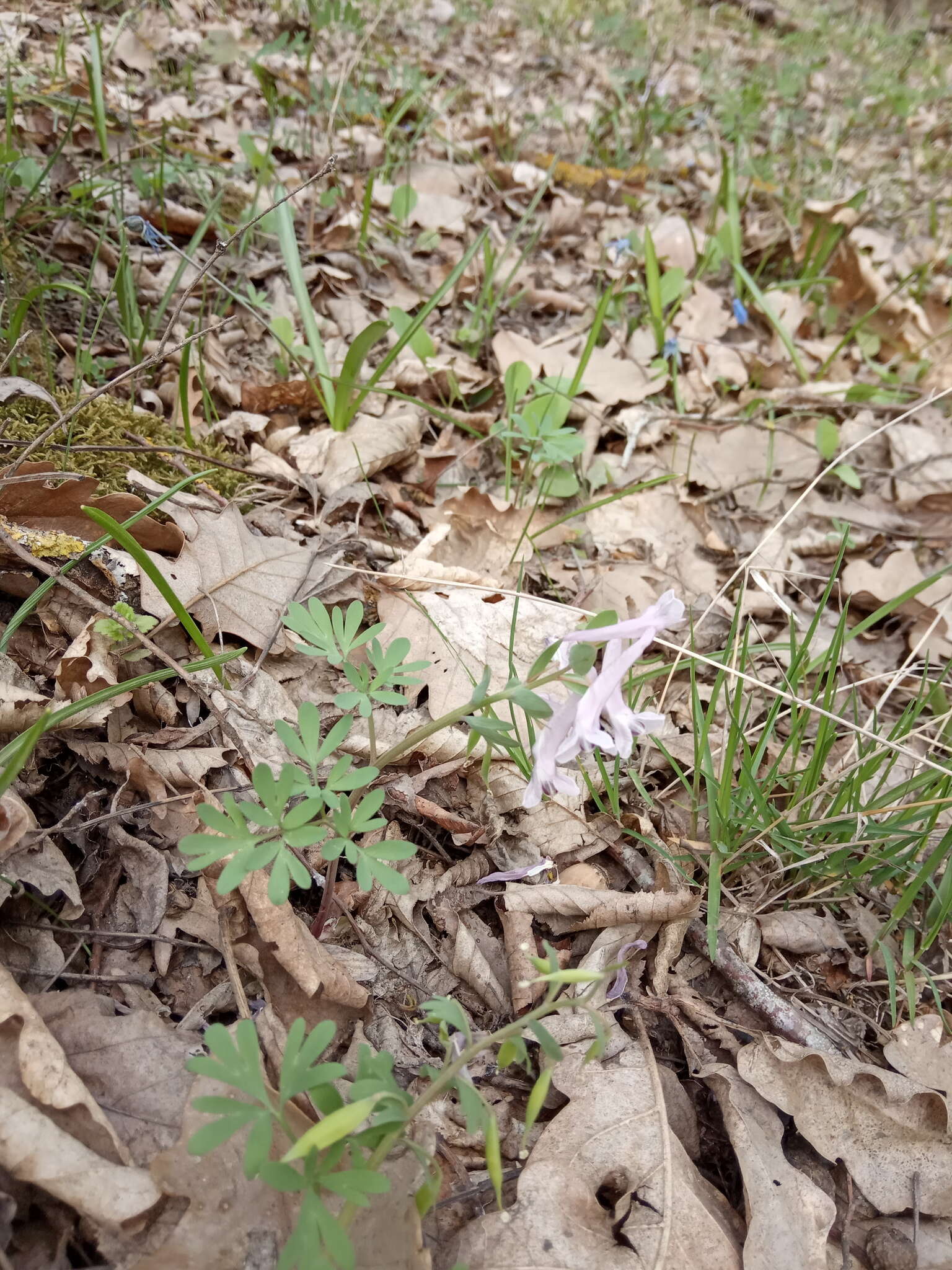 Image de Corydalis tarkiensis Prokh.