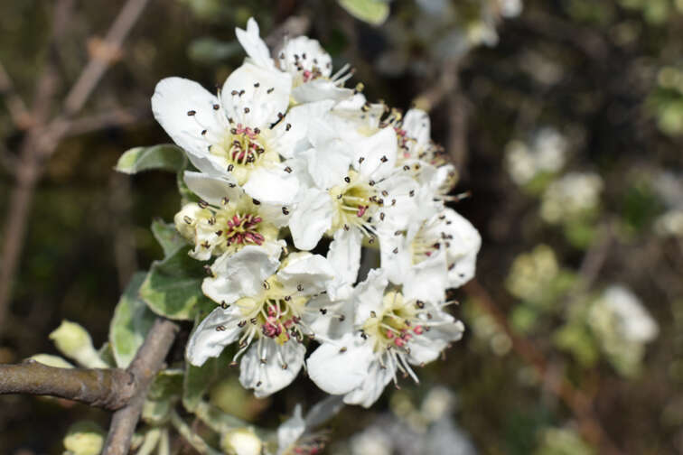 Pyrus elaeagrifolia Pall. resmi