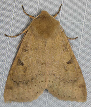 Imagem de Orthosia arthrolita Harvey 1874