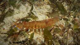 Image of eastern king prawn