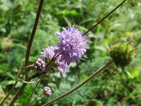 Image of Devil’s Bit Scabious