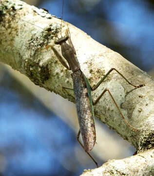 Image of Polyspilota