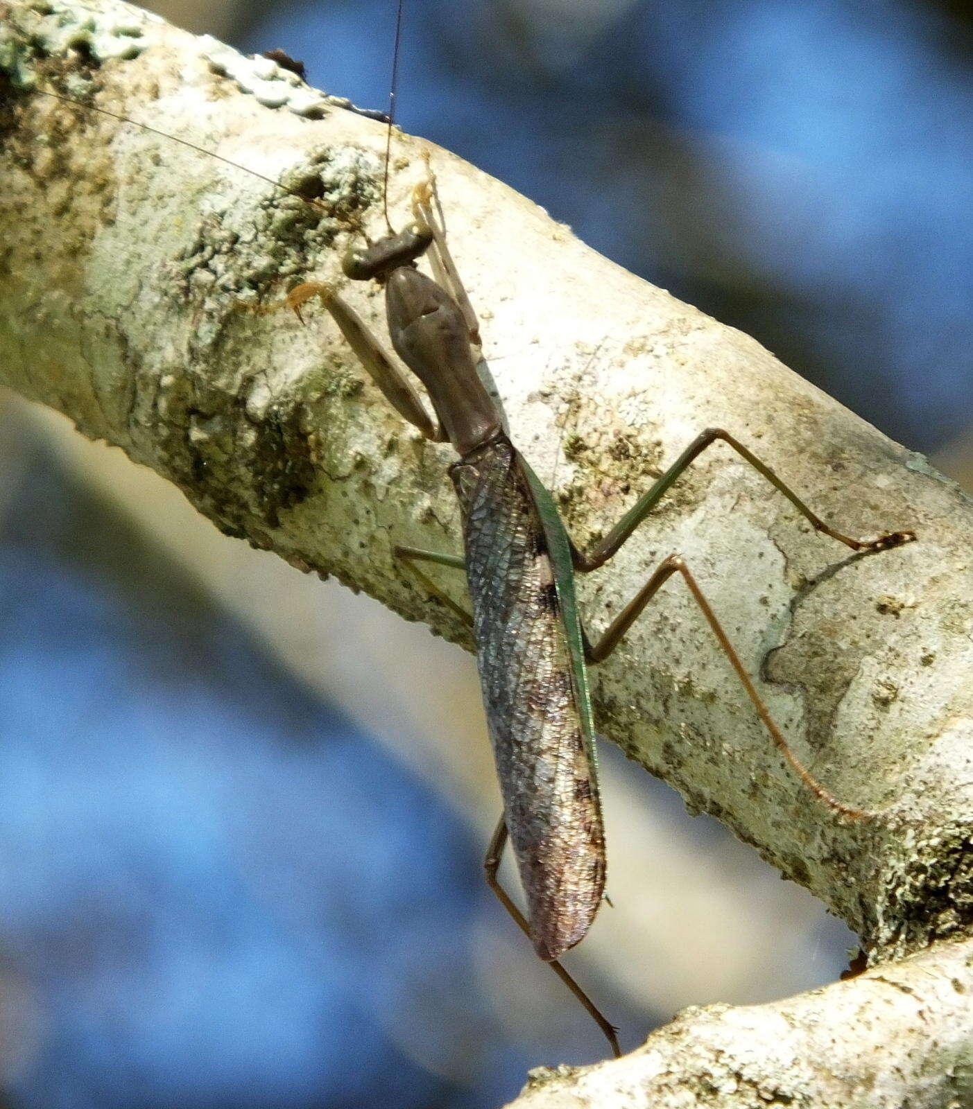 Image of Polyspilota aeruginosa (Goeze 1778)