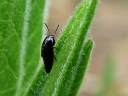 Imagem de Tachinus (Tachinus) rufipes (Linnaeus 1758)