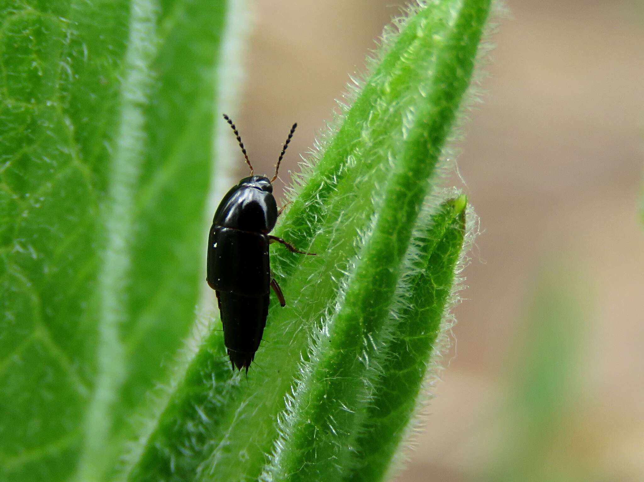 Plancia ëd Tachinus (Tachinus) rufipes (Linnaeus 1758)