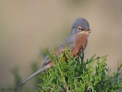 Image of Tristram's Warbler