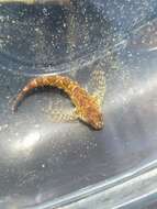 Image of Prickly sculpin
