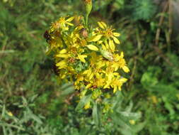 Image of goldenrod