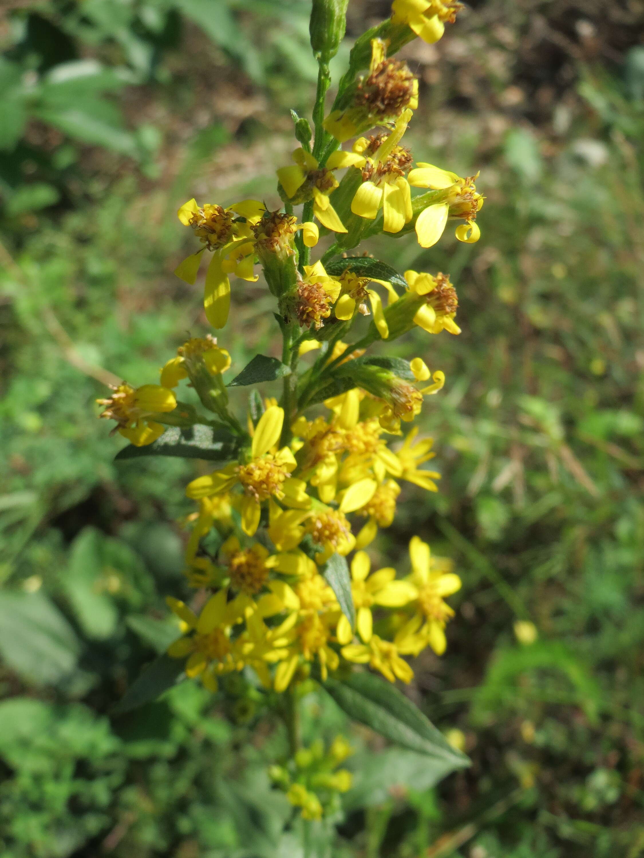 Image of goldenrod