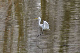 Image of Ardea alba alba Linnaeus 1758