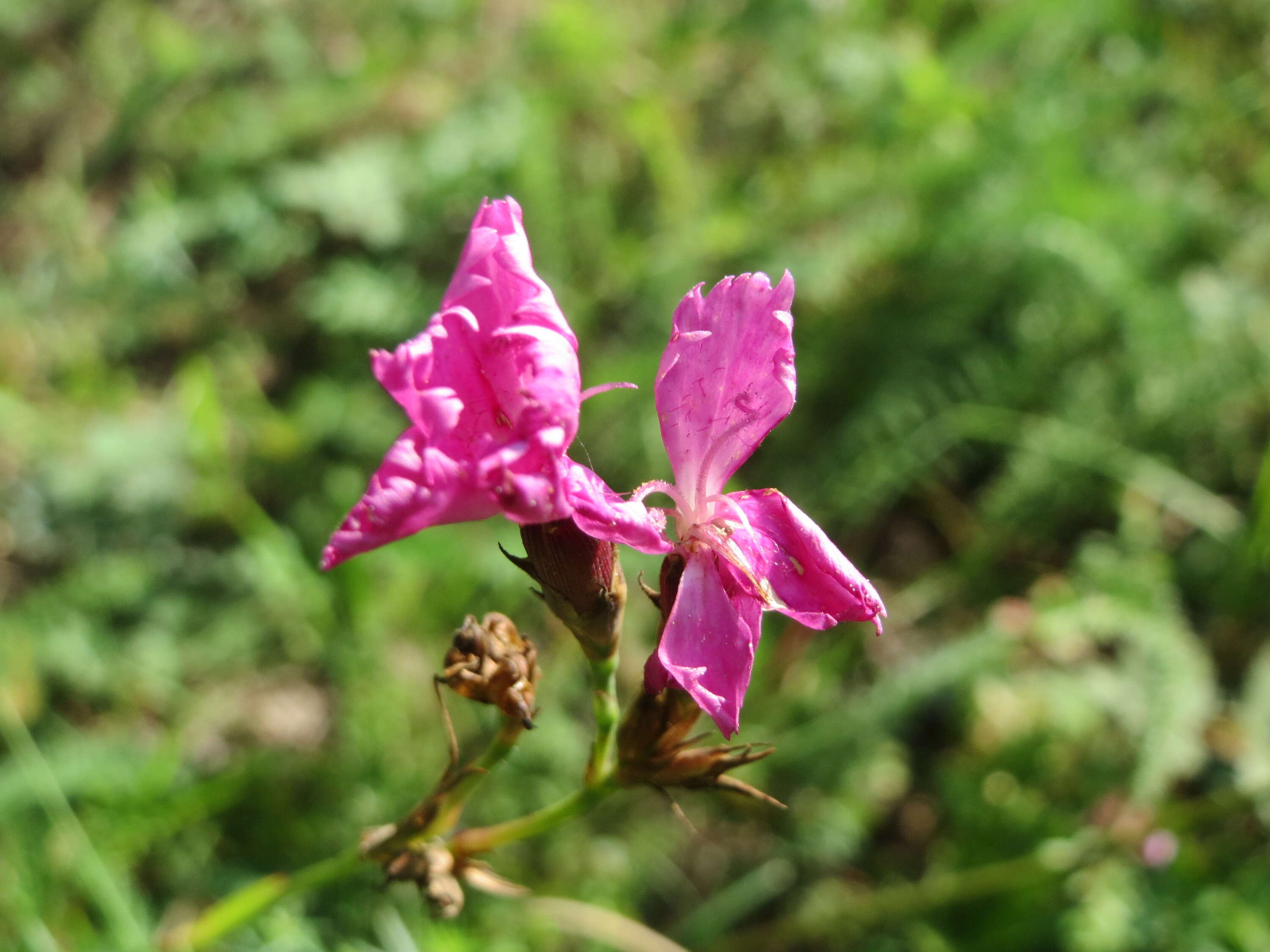 Image of carthusian pink