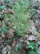 Image of field horsetail