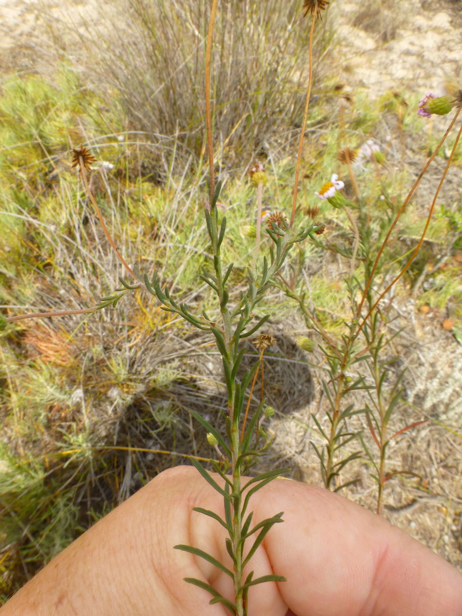 Felicia hyssopifolia (Berg.) Nees resmi