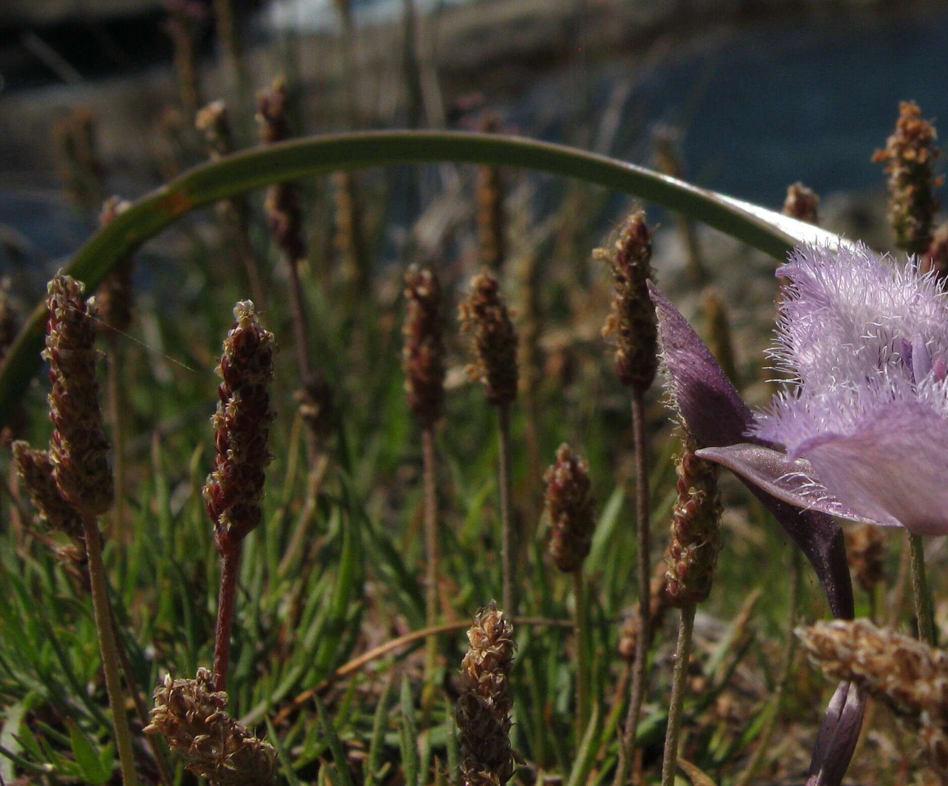 Image de Plantago maritima subsp. juncoides (Lam.) Hulten