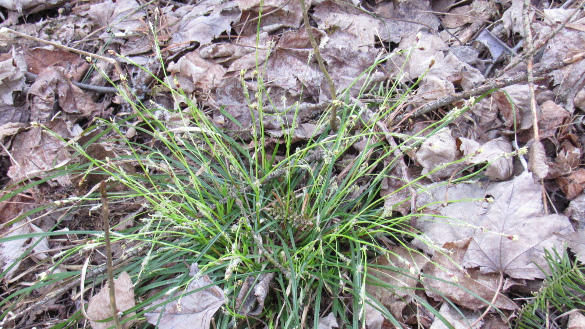 Image of Longstalk sedge