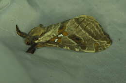 Image of Silver-spotted Ghost Moth