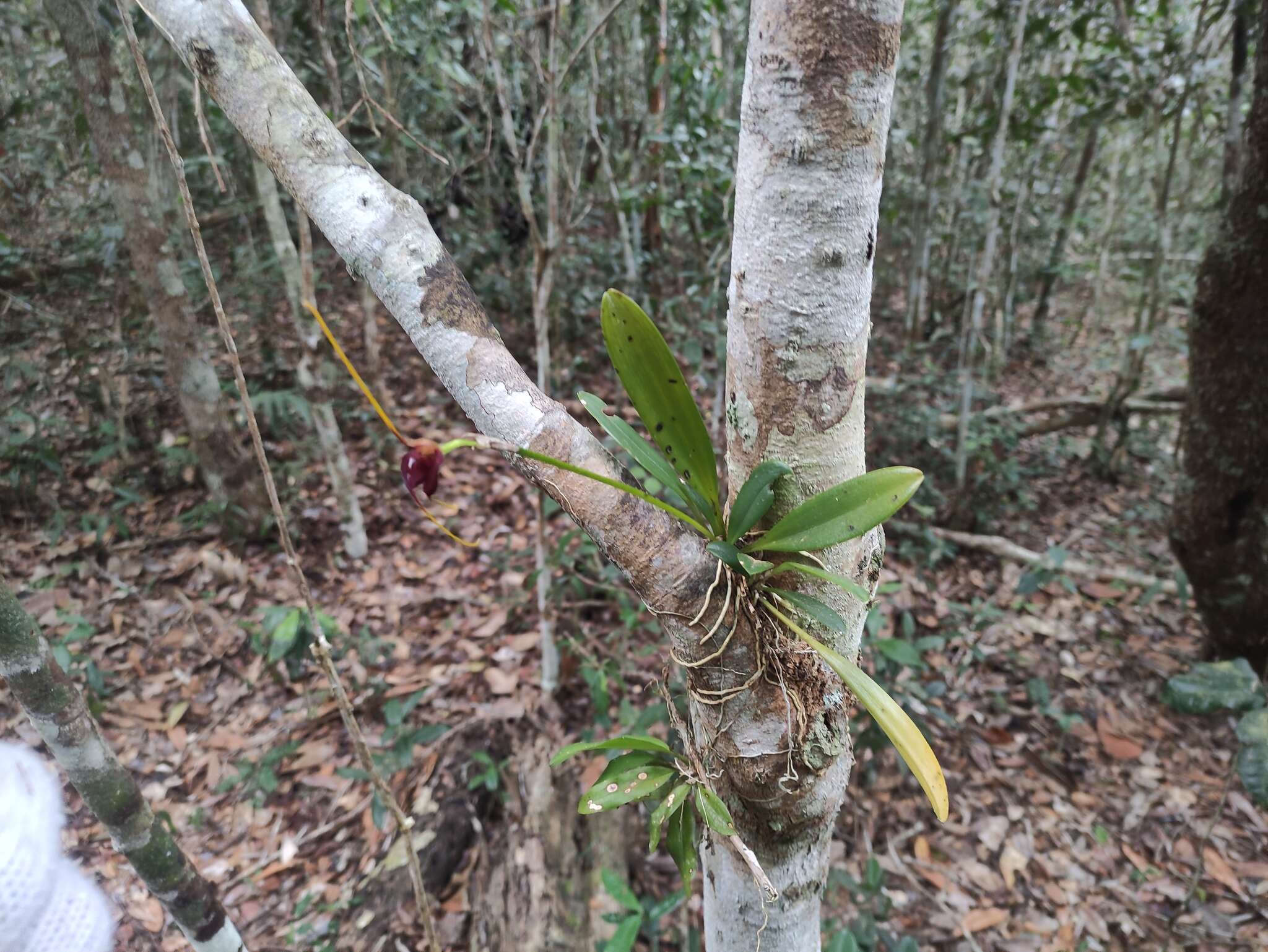 Image de Masdevallia oscitans (Luer) Luer