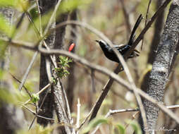 Image of Black-bellied Antwren