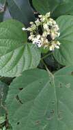 Image of Clerodendrum infortunatum L.