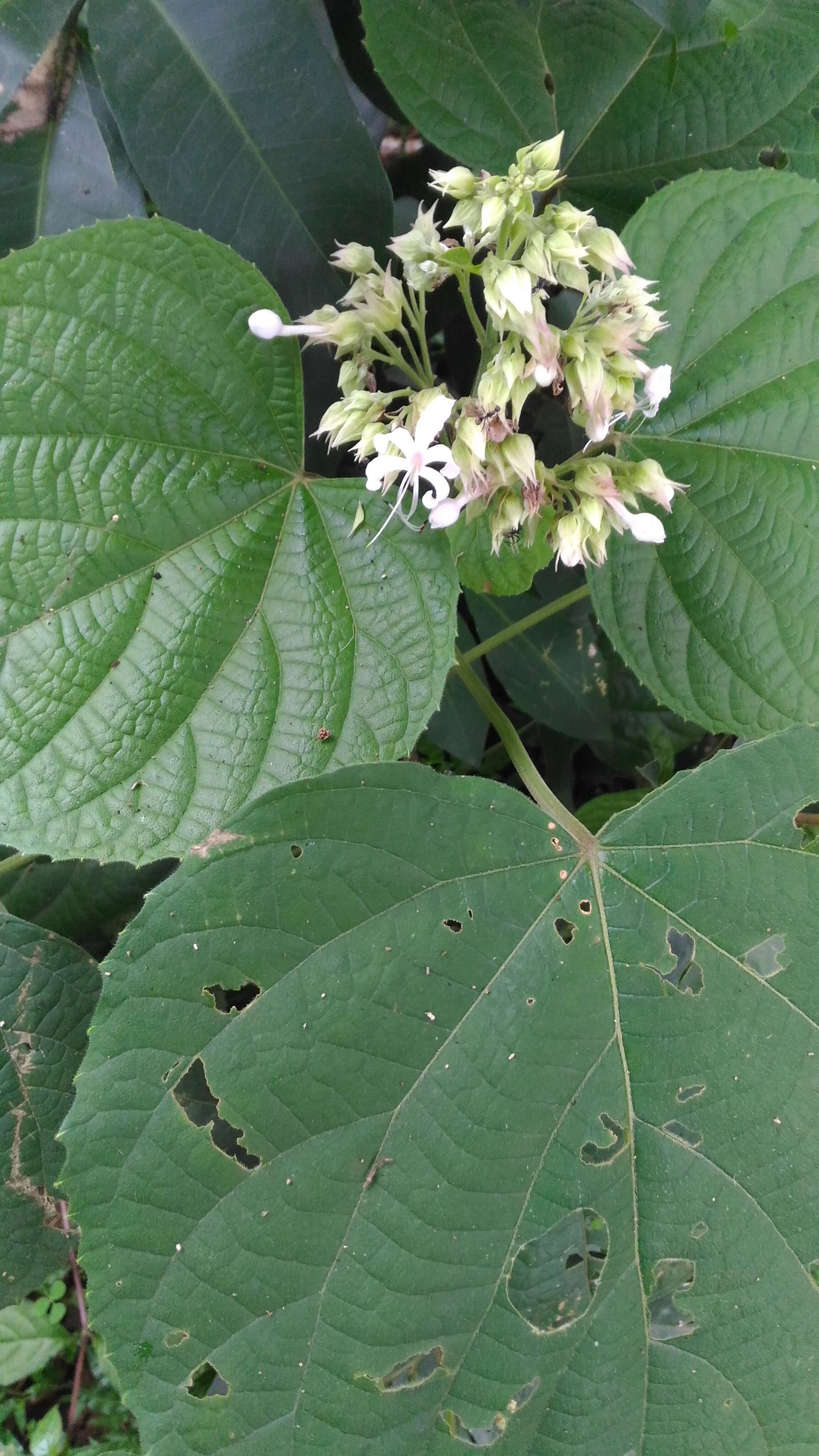 Image of Clerodendrum infortunatum L.