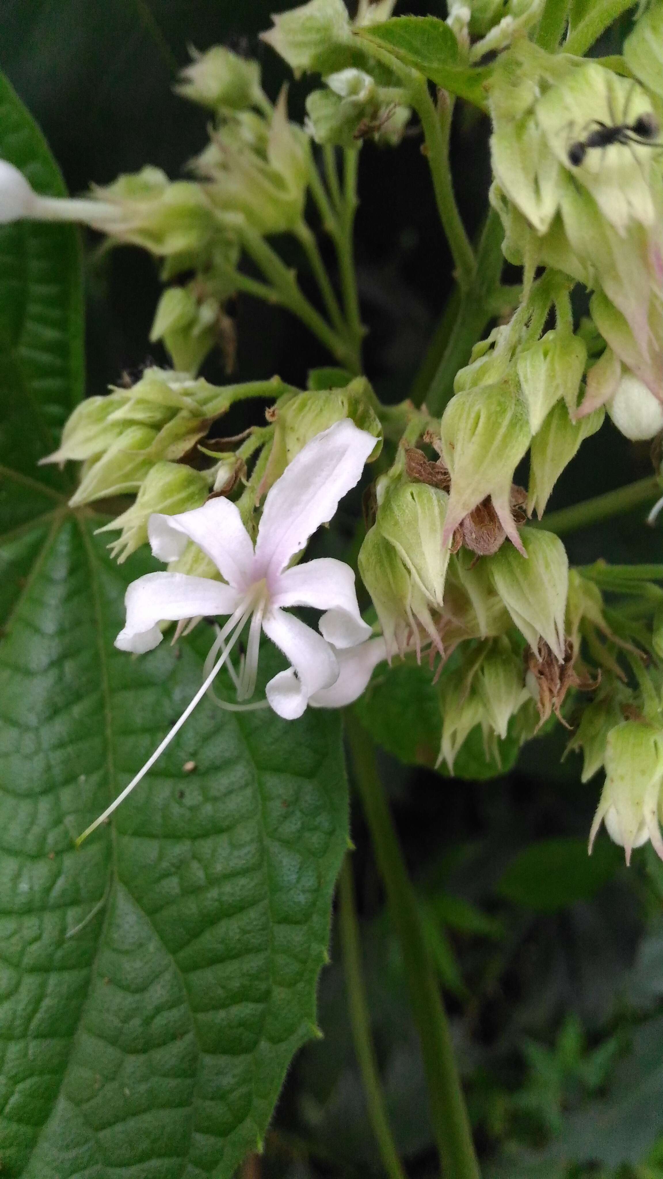 Image of Clerodendrum infortunatum L.