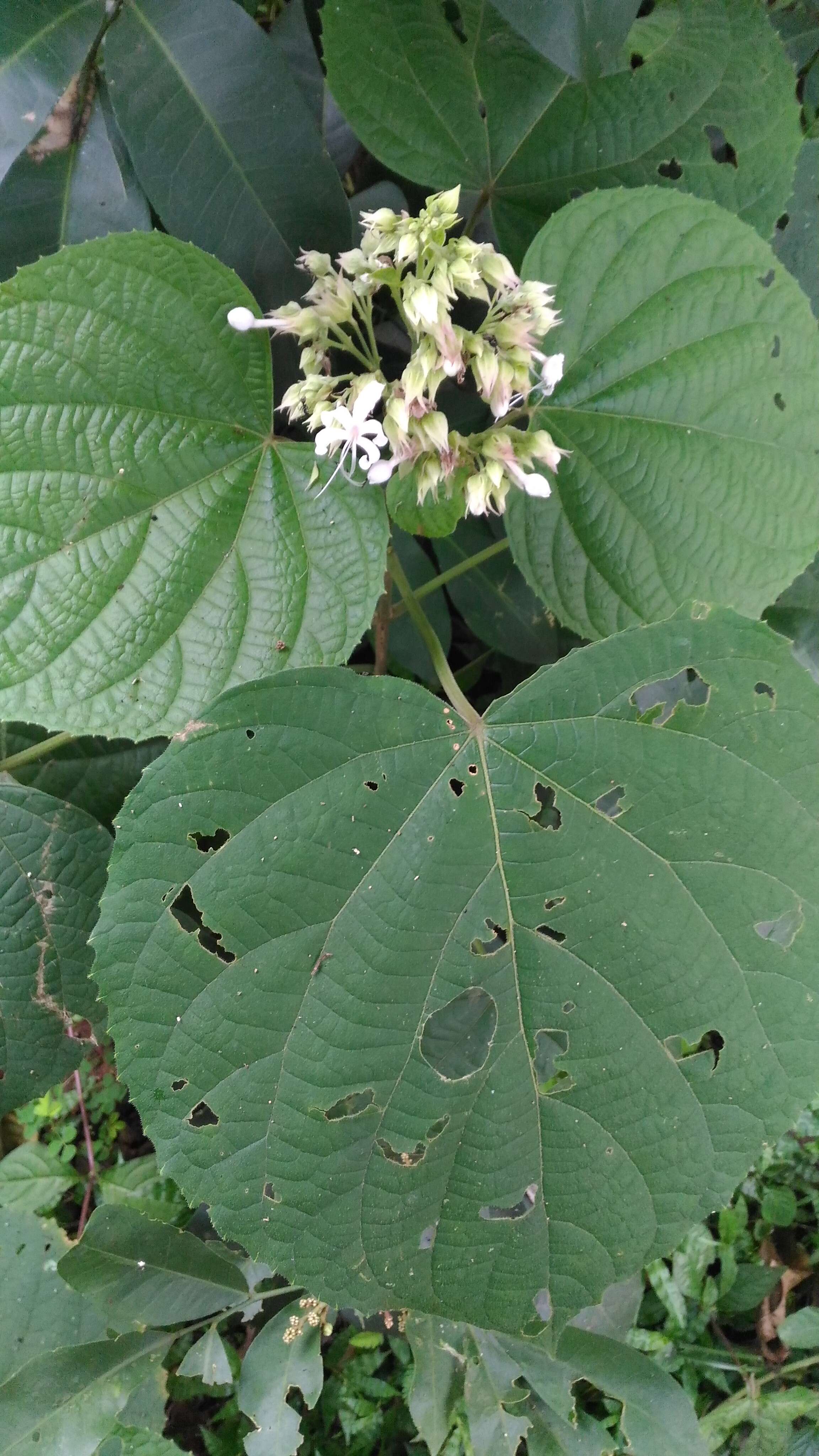 Image of Clerodendrum infortunatum L.