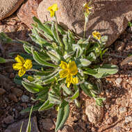 Image of Goodenia robusta (Benth.) K. Krause