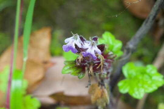 Image of Ajuga lobata D. Don