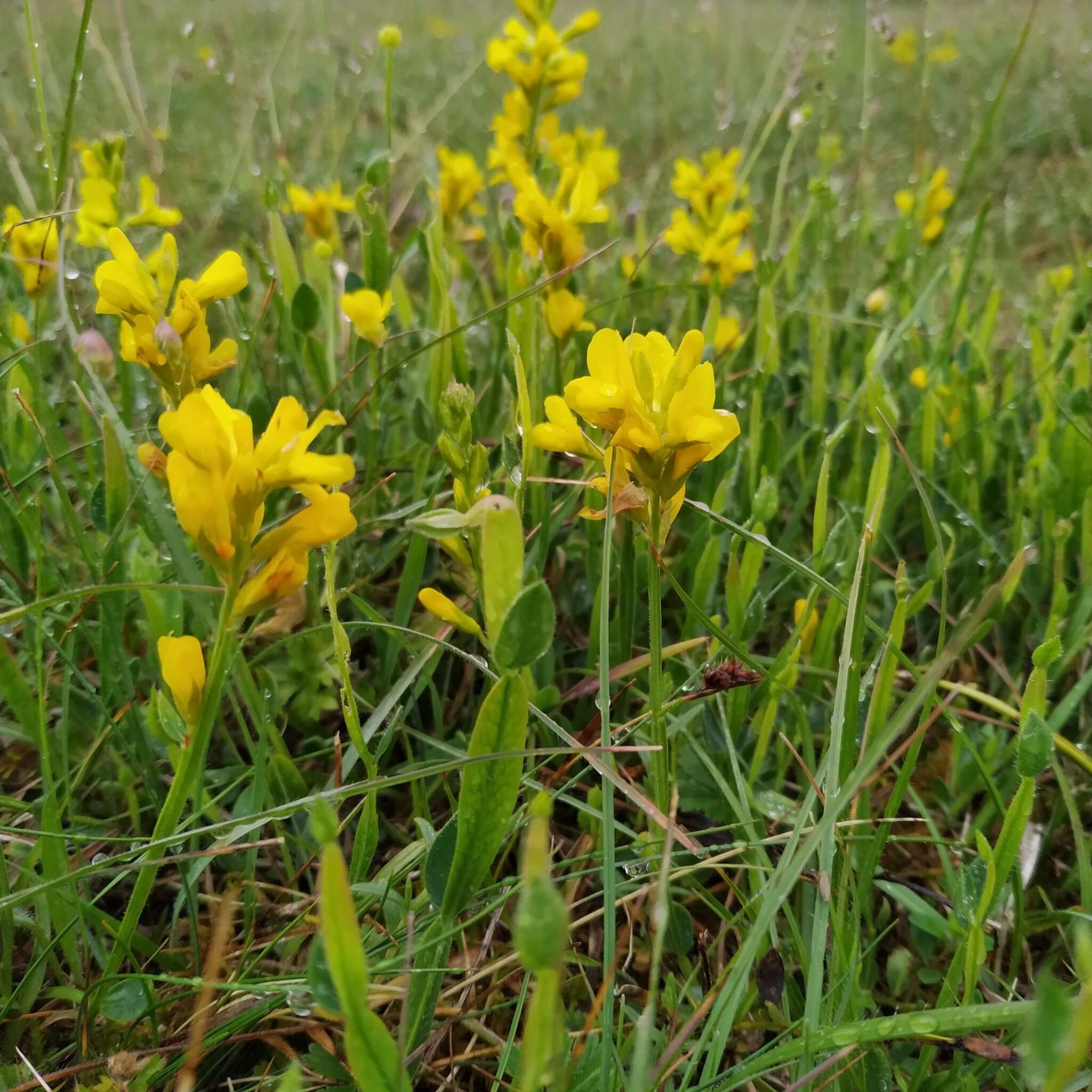 Слика од Genista sagittalis L.