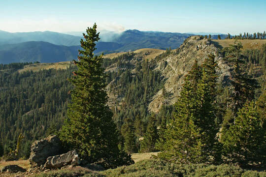 Image of foxtail pine