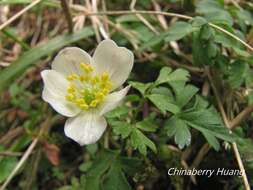 صورة Anemone stolonifera Maxim.