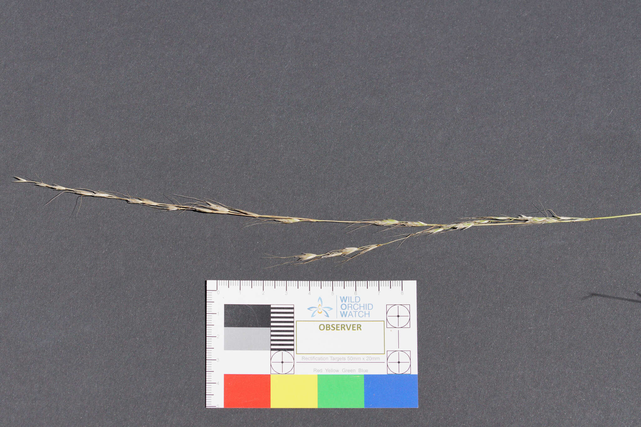 Image of Australian wallaby grass