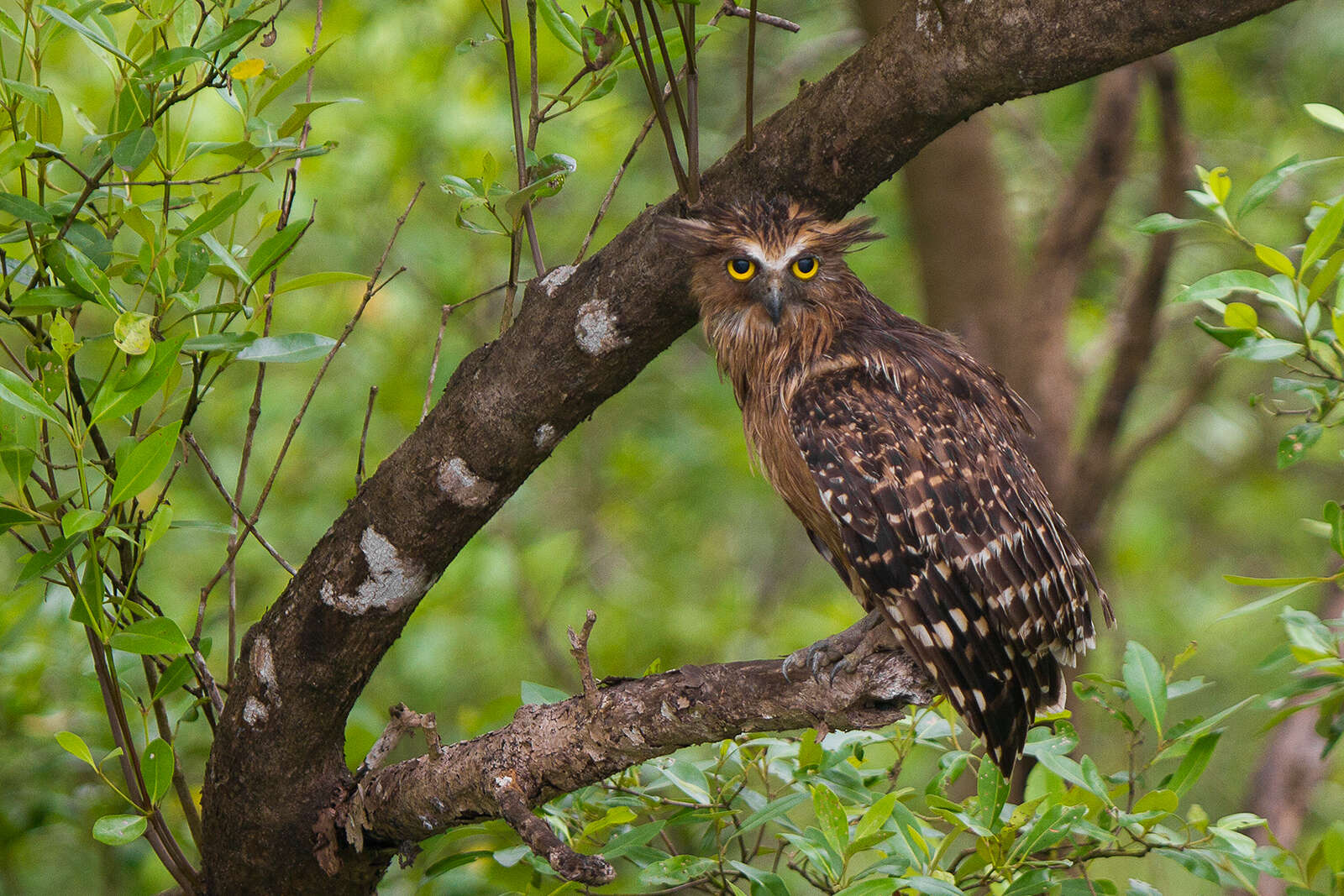 Image of Buffy Fish Owl