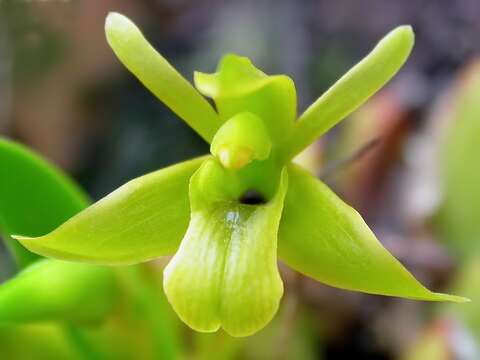 Image of Tiger orchids