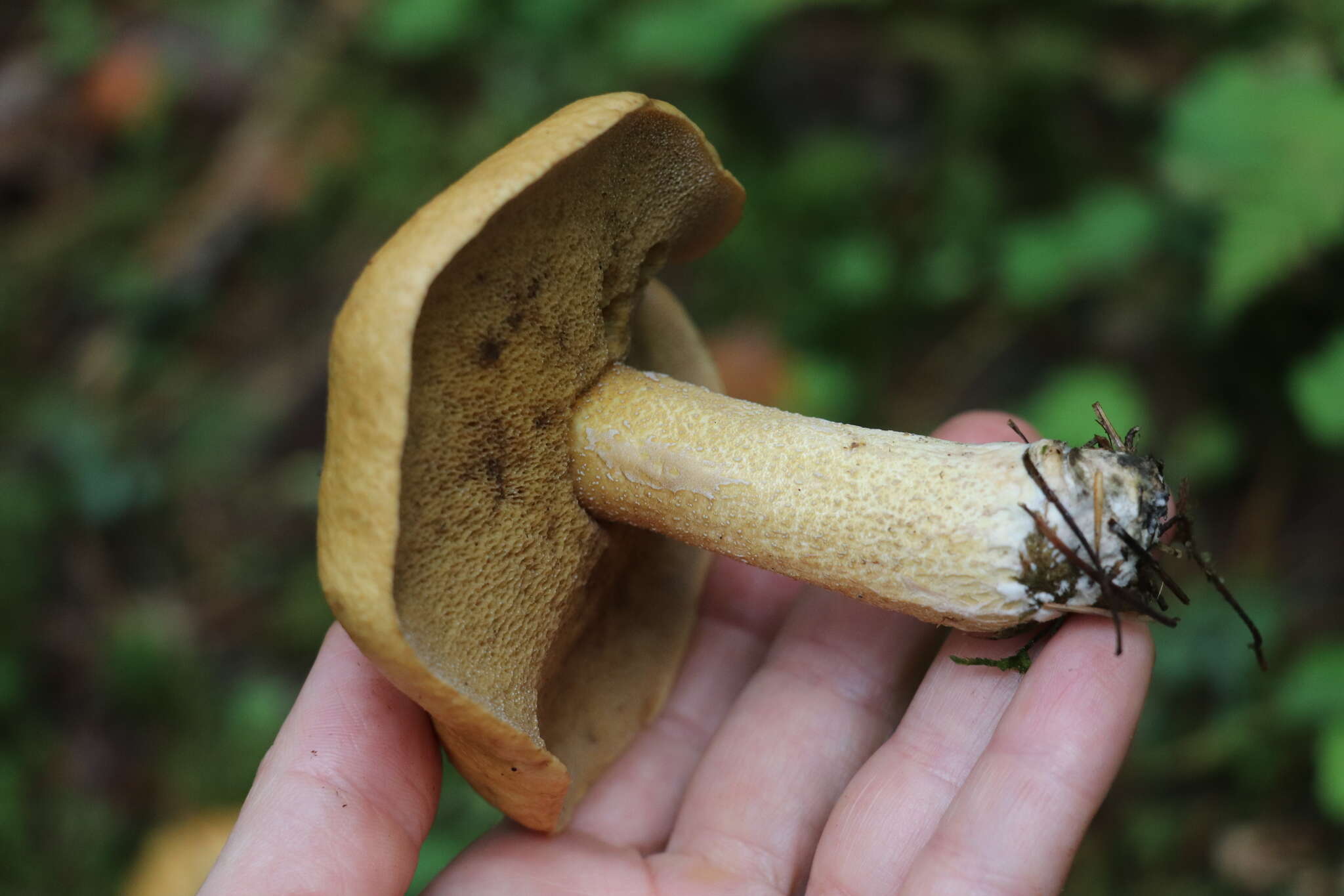 Imagem de Suillus plorans (Rolland) Kuntze 1898