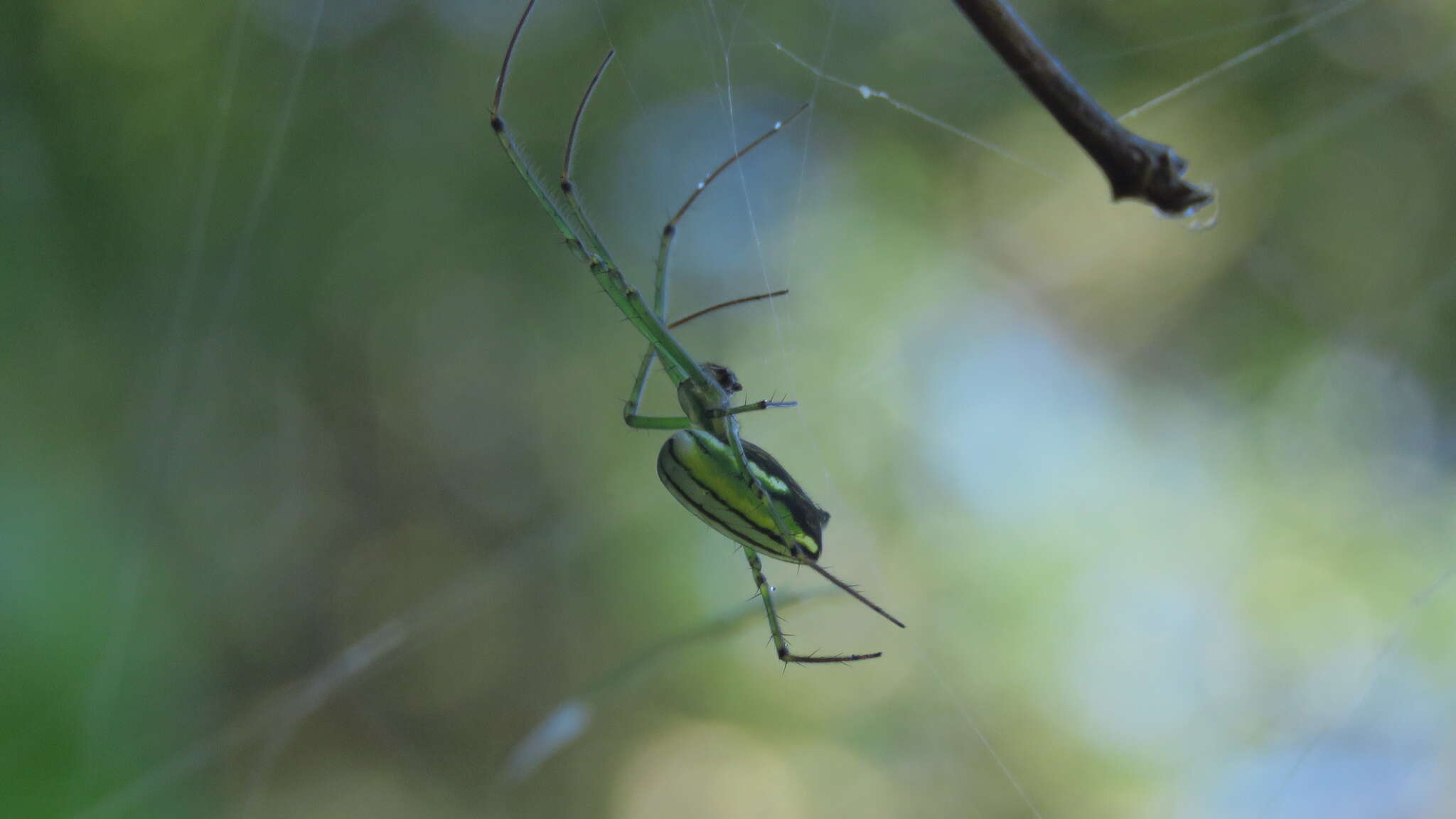 Image of Leucauge celebesiana (Walckenaer 1841)