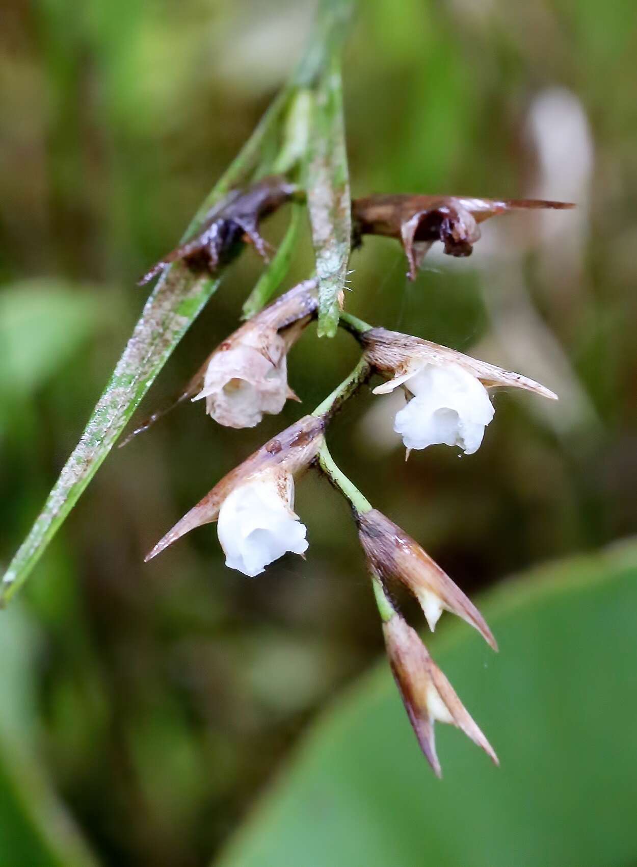 Image of Tiger orchid