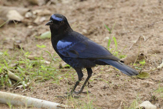 Image of Malabar Whistling Thrush