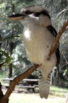 Image of Kookaburra