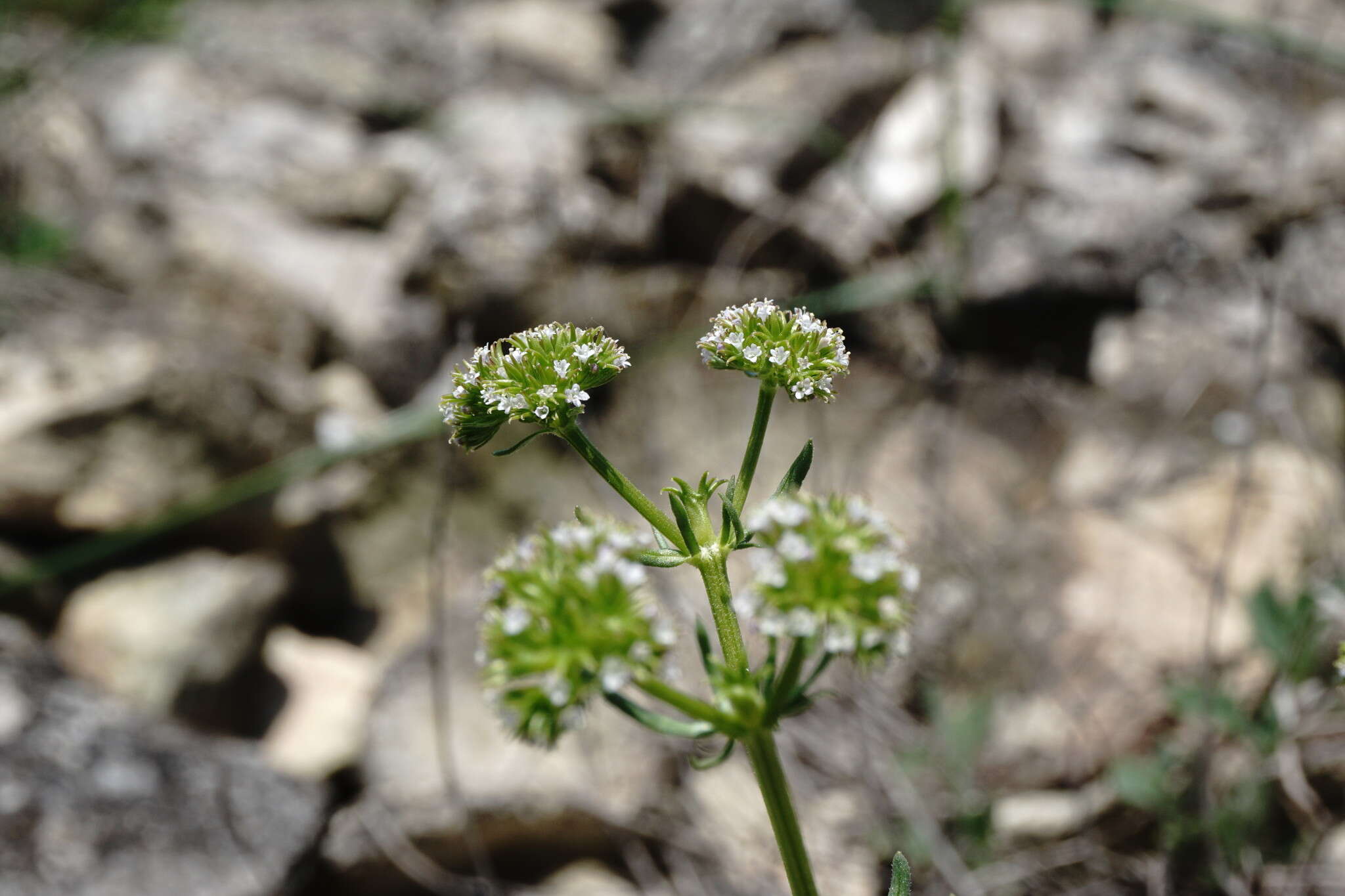 Image of Valerianella uncinata (Bieb.) Dufresne