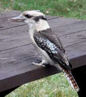 Image of Kookaburra